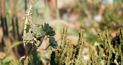 Desert Cactus in the summer Vidéo 90795953