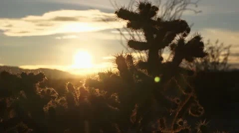 Desert cactus with sunset Video stock 18940373