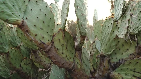 Desert Cactus Sunset Stock Footage 145772444