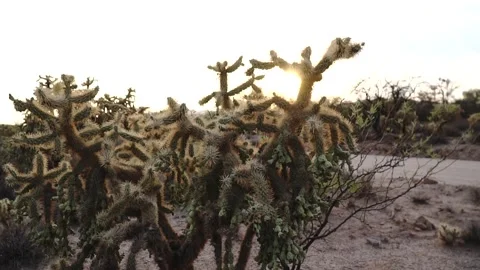 Desert Cactus Sunset Stock Footage 145772482