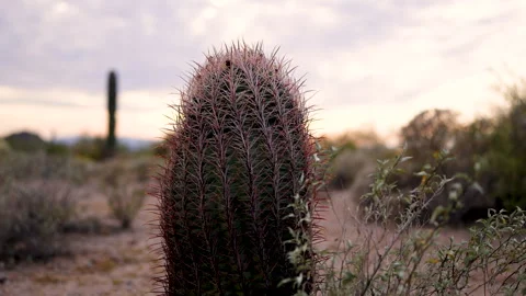 Desert Cactus at Sunset  Video stock 329343836