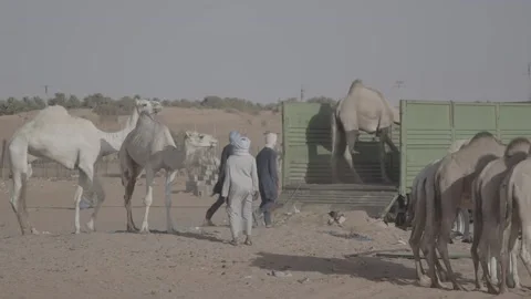 Desert camel, Algeria Video stock 147695896