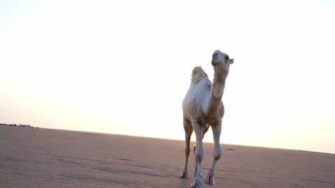 Desert Camel Background Sunset Walking Original Footage Stock Footage 313761863