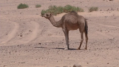 In the desert, the camel chews Stock Footage 69933842