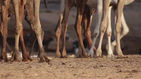 Desert camel feet Stock Footage 152311855