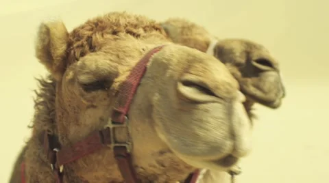 Desert Camel in Hot Sun Vídeos de archivo 49360004