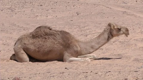 In the desert camel resting Stock Footage 69934048