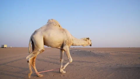 Desert Camel Sunset Walking Original Footage Stock Footage 313761830
