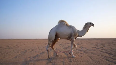 Desert Camel Sunset Walking Original Footage Stock Footage 313761850
