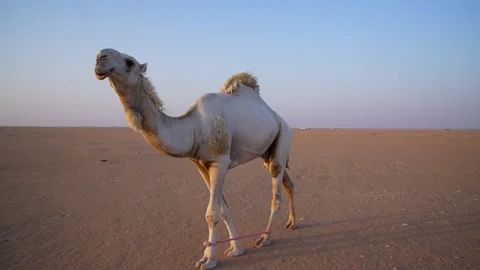 Desert Camel Sunset Walking Original Footage Stock Footage 313761859