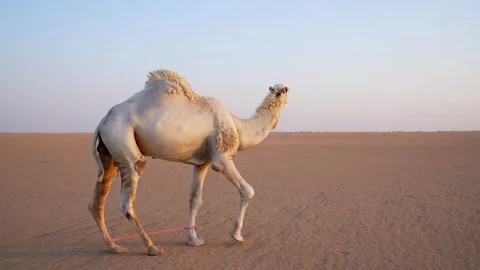 Desert  Camel Sunset Walking Stock 4K Video Stock Footage 313761900