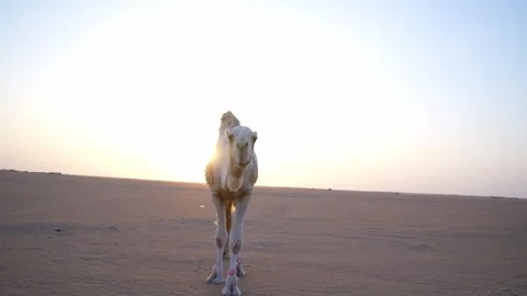 Desert  Camel Sunset Walking Stock 4K Video Stock Footage 313761911
