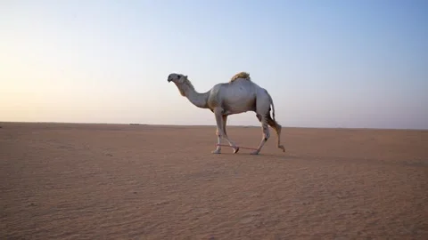 Desert  Camel Sunset Walking Stock 4K Video Stock Footage 313761912