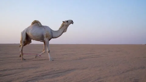 Desert  Camel Sunset Walking Stock 4K Video Stock Footage 313761928