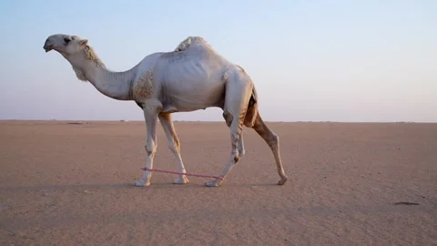 Desert  Camel Sunset Walking Stock 4K Video Stock Footage 313761932
