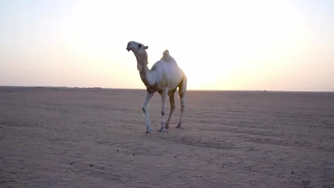 Desert  Camel Sunset Walking Stock 4K Video Stock Footage 313761940