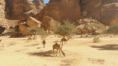 Desert, camels and rock formations at Al Ula, Saudi Arabia Stock Footage