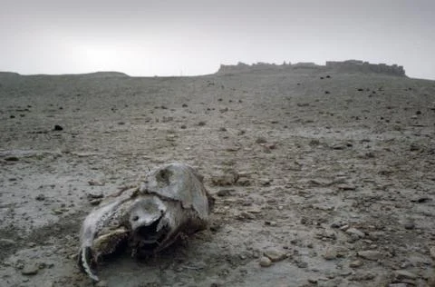 Desert carcass Stock Photos