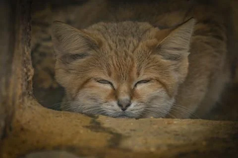 Desert cat lying in deep dark den in autumn evening Stock Photos