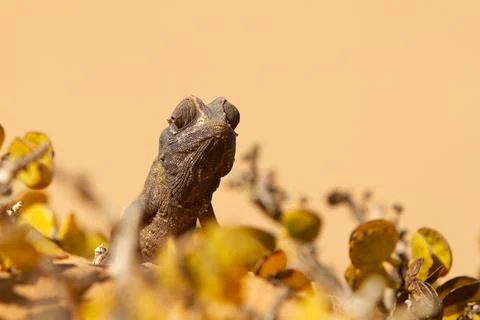 Desert Chameleon Stock Photos