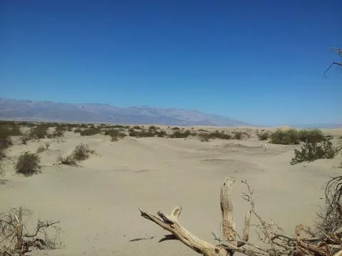 Desert with clear blue sky, small desert plants and dead wood in the sand Foto stock