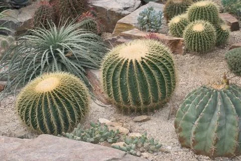Desert climate with cactus Stock Photos