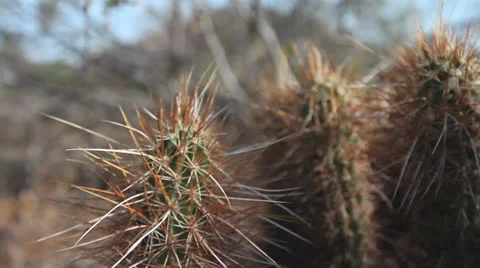 Desert Clips 02 Stock Footage 25007522
