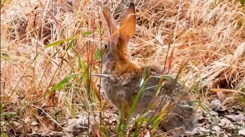 Desert Cottontail Stock Footage 86536979