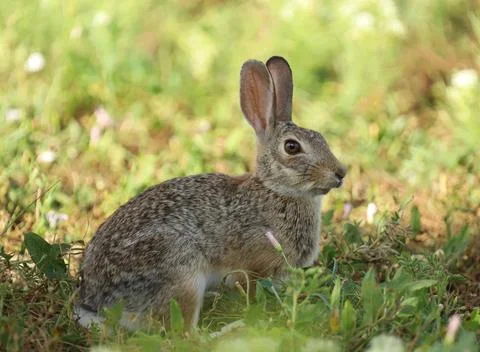 Desert Cottontail Foto stock