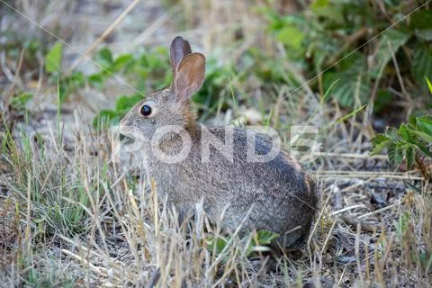 Desert Cottontail Rabbit eats grass, fern and leaves Stock Photo #145275190