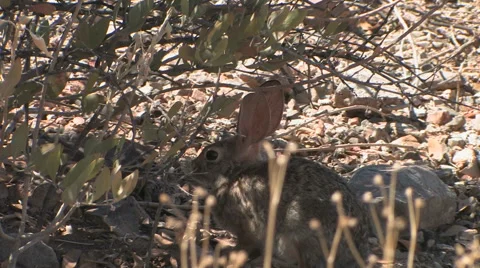 Desert Cottontail Rabbit 스톡 동영상 55058322