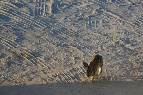 Desert Cottontail Rabbit Stock Photos
