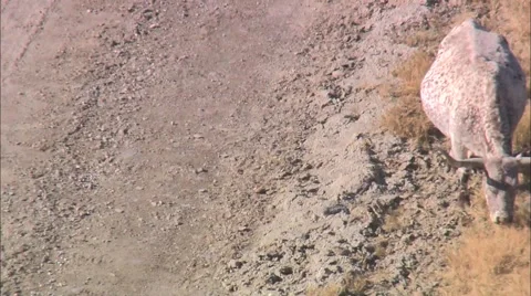 Desert Cow Bull Stock Footage 40688908