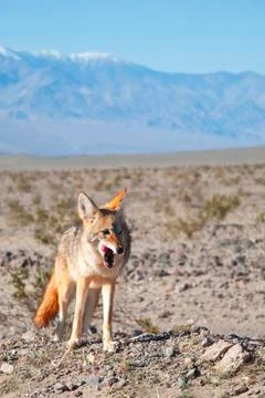 Desert Coyote Stock Photos