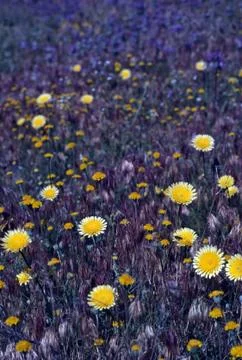 Desert dandelion Stock Photos