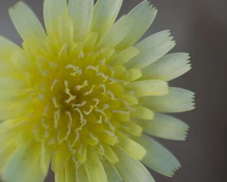 Desert Dandelion Stock Photos