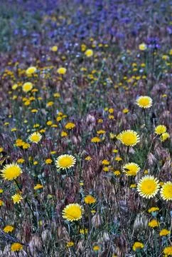 Desert Dandelion Stock Photos