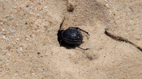 Desert darkling beetle very quickly digs a shelter in the sand Video stock 82548703