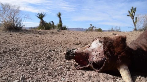 Desert Dead Cow flies Stock Footage