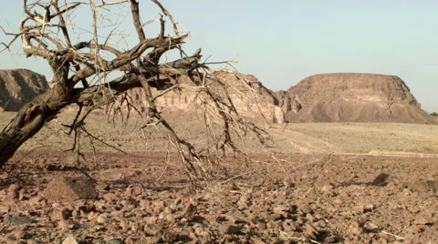 Desert dead tree Video stock 58216276
