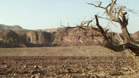 Desert dead tree Video stock 58217938
