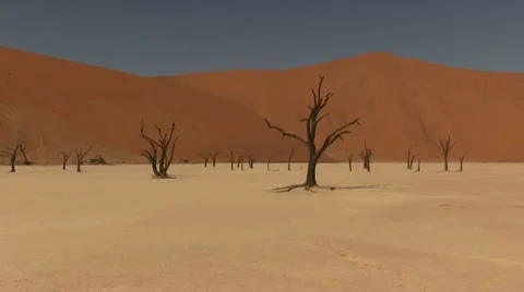 Desert, dead trees 스톡 동영상 12146485