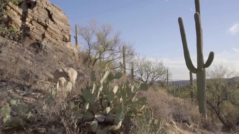 Desert Deer 1 Stock Footage 102483633