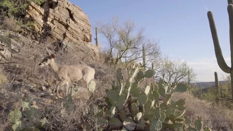 Desert Deer 3 Stock Footage 102483845