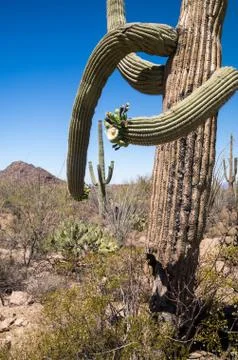 Desert details Foto stock
