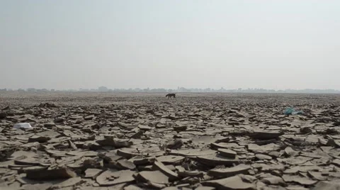 Desert - dog walking on desert Stock Footage 46136854