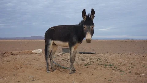 Desert donkey Stock Footage 89171202