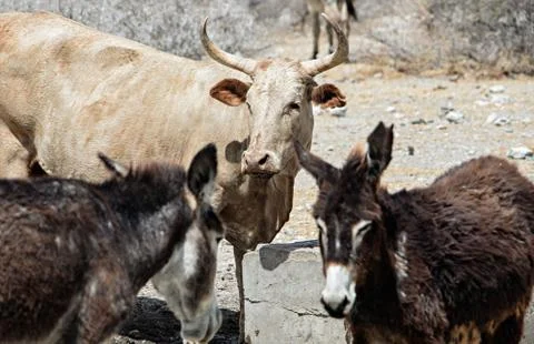 Desert donkeys Stock Photos