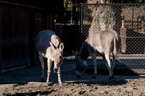 Desert Donkeys Stock Photos