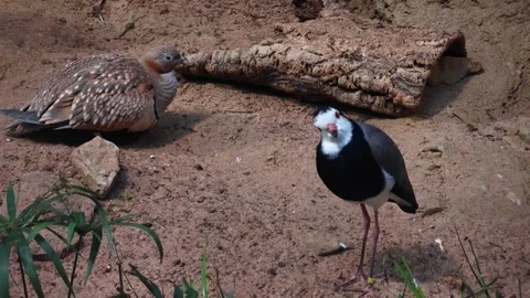 A Desert dove and a wadding bird Stock Footage 296027242